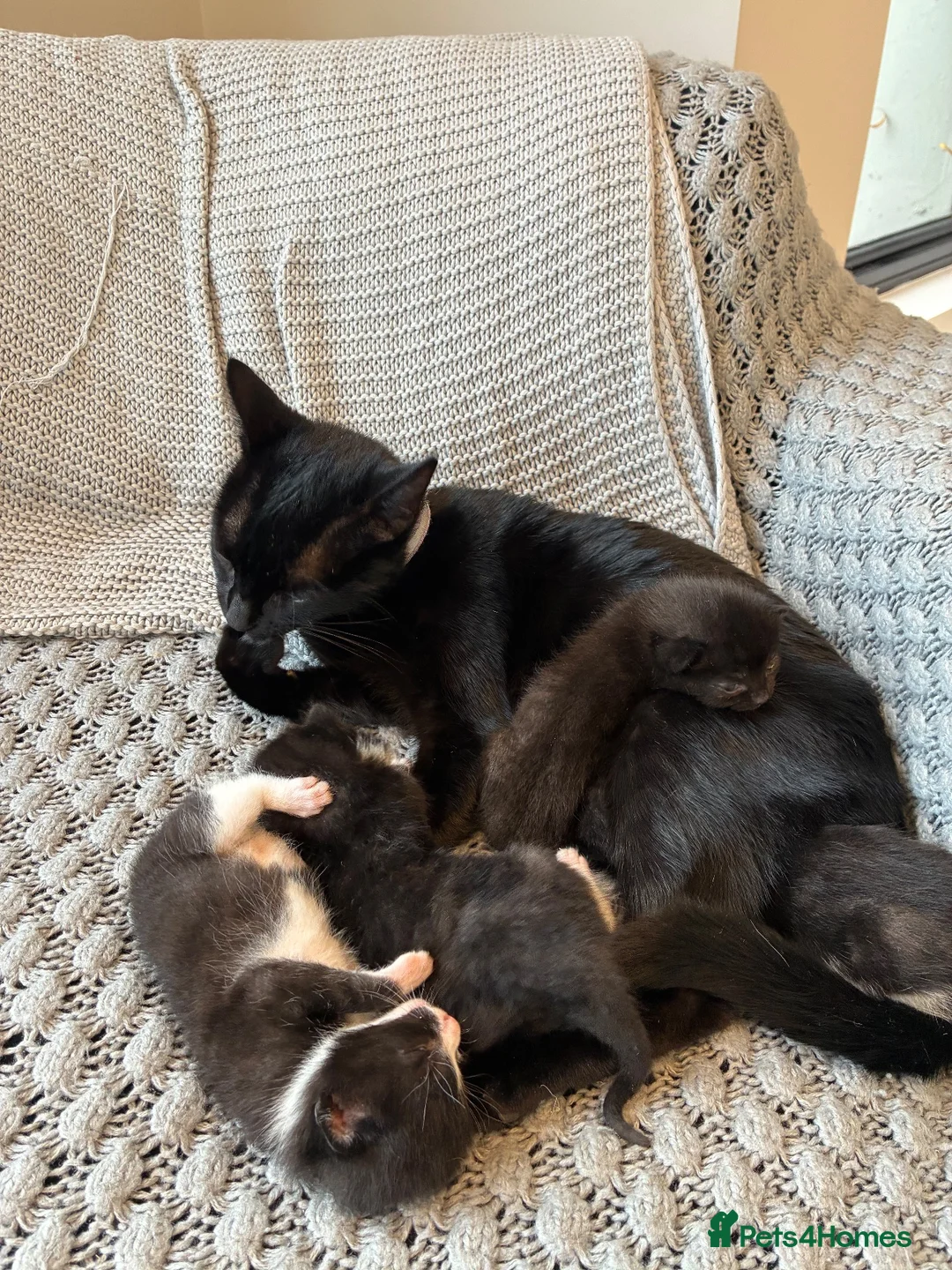 Mixed Breed cats for sale: Beautiful girl kittens  - Advert 2