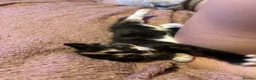 Mixed Breed cats for sale: 1 female kitten - Advert 10