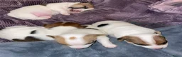 Jack Russell dogs for sale: Jack Russel pups - Advert 11