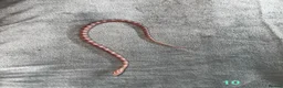 Corn Snake reptiles for sale: Baby Corn Snakes of various colours. in Hastings - Advert 13