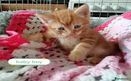Mixed Breed cats for sale: Blue, eyed baby's  - Image 2