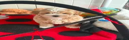 Maltipoo dogs for sale: Maltipoo male puppy for sale 🐶💫 - Advert 4