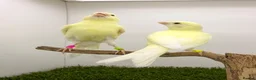 Canaries birds for sale: 2026 yellow dimorphic canaries available  - Advert 5