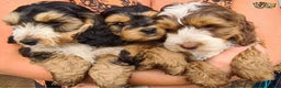 Miniature Poodle dogs for stud: Russet Red Health Tested Miniature Poodle Stud in Warwick - Advert 7
