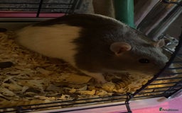Rat rodents for sale: Male Rat - Image 2