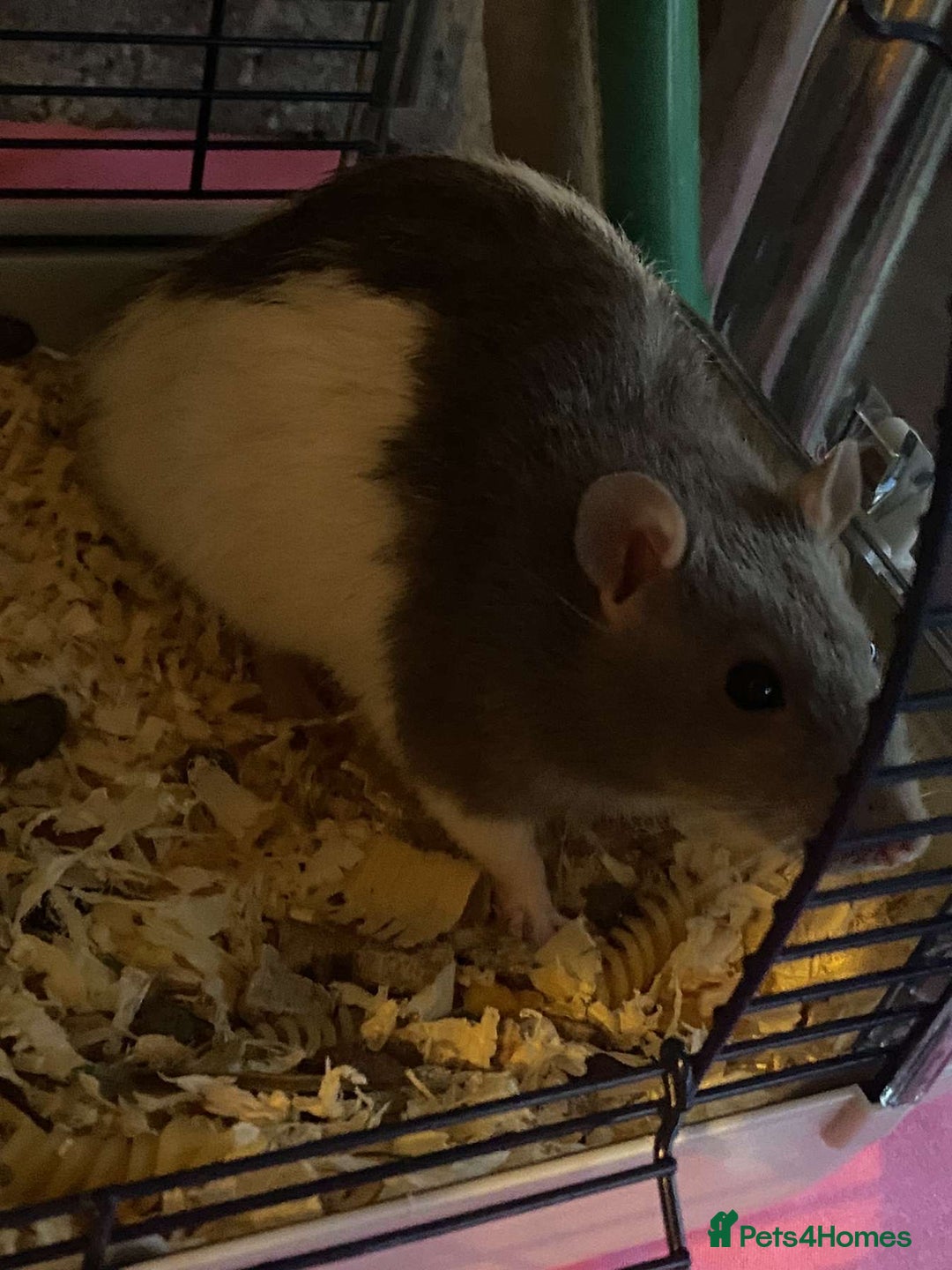 Rat rodents for sale: Male Rat - Image 2