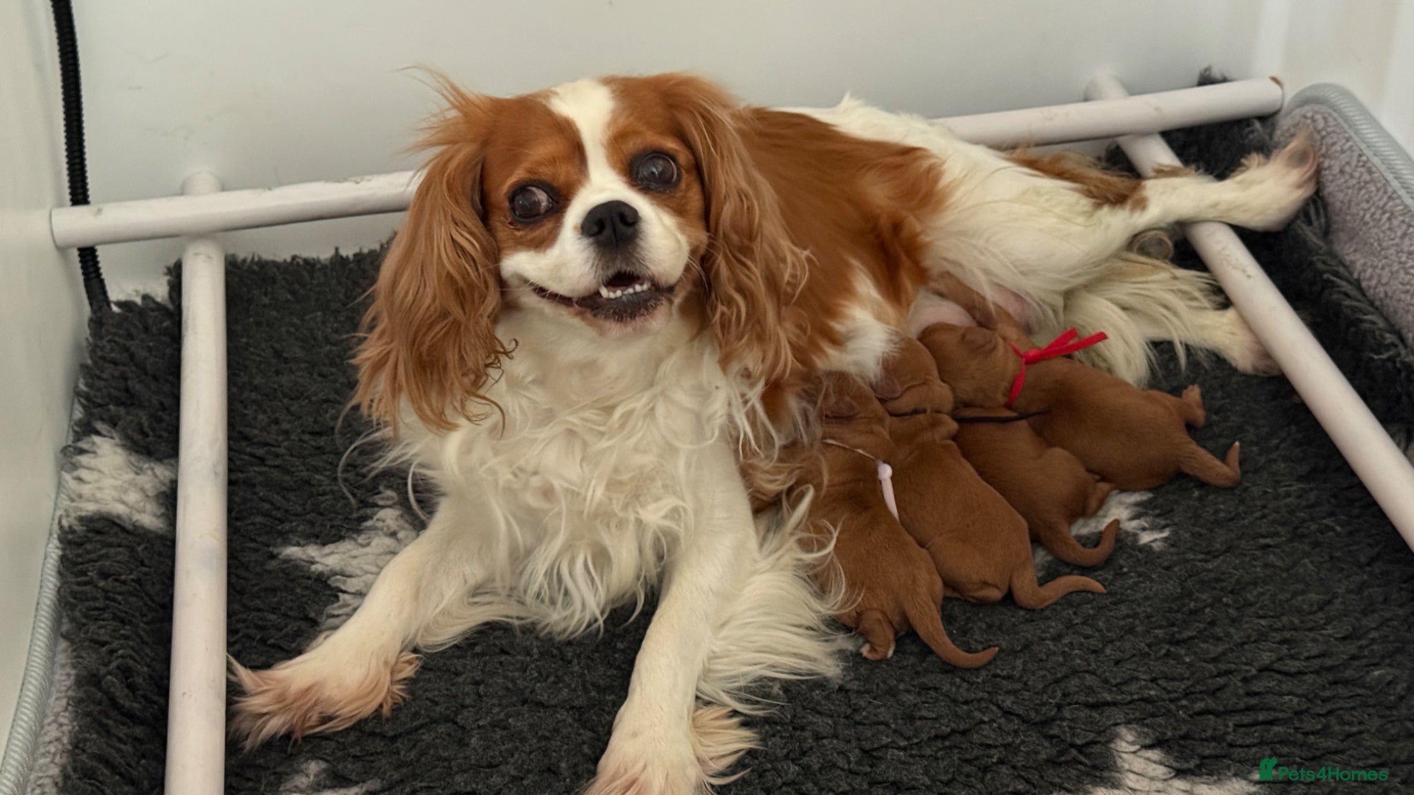 Cavapoo dogs F1 cavapoos stunning puppies - Advert 1