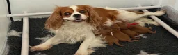 Cavapoo dogs for sale: F1 cavapoos stunning puppies - Advert 1