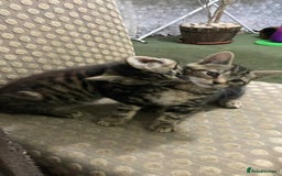 Domestic Shorthair cats for sale: Adorable little tigers 🐯☺️ - Image 2