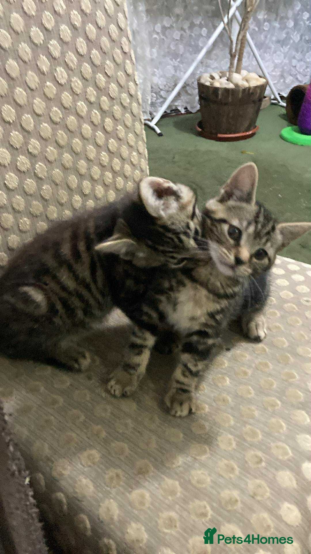 Domestic Shorthair cats for sale: Adorable little tigers 🐯☺️ - Image 2