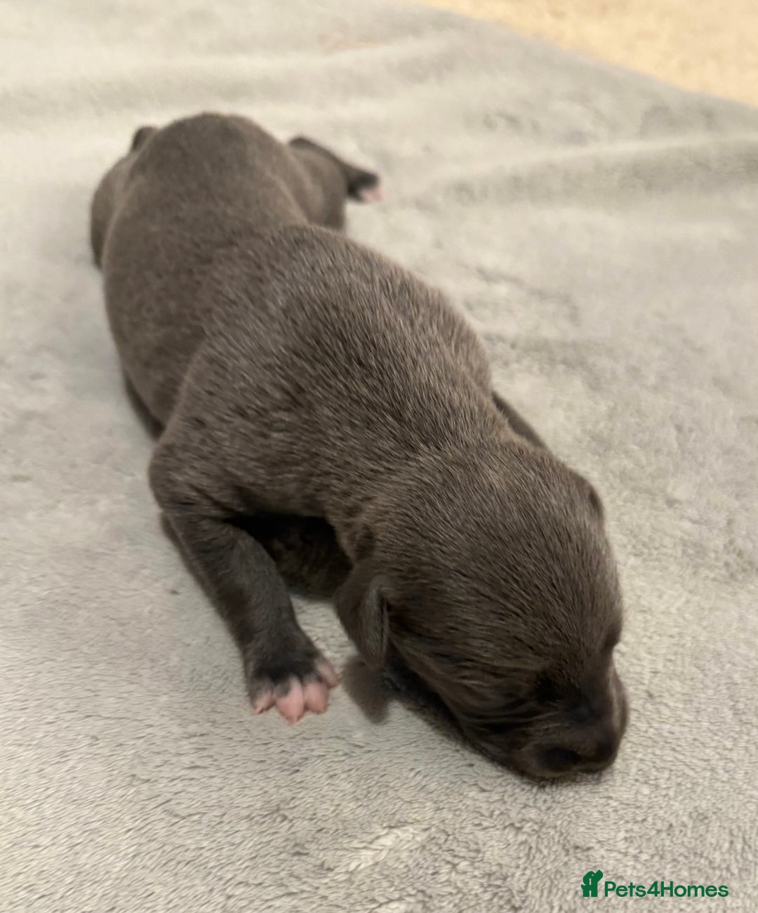 Whippet dogs for sale: KC Registered Whippet Puppies For Sale - Advert 8