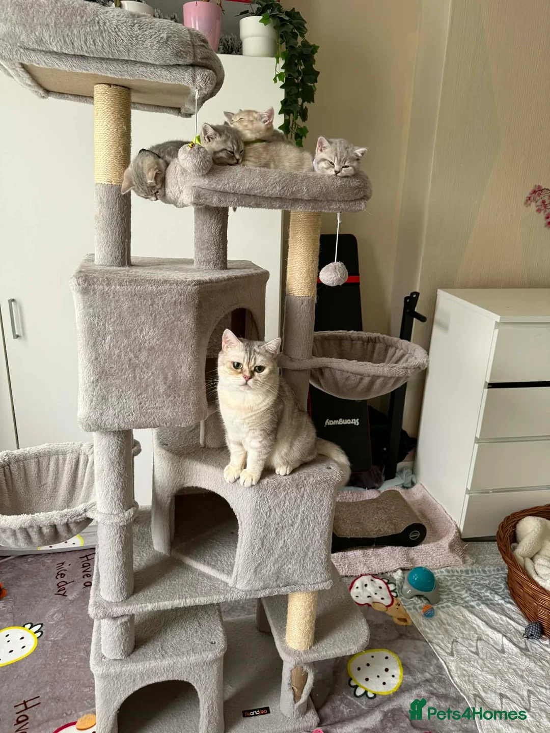 British Shorthair cats for sale: BSH kittens for sale  - Advert 19