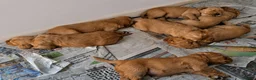 Golden Retriever dogs for sale: Two boys one girl  - Advert 5