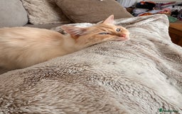 Ragdoll cats for stud: Flame Point Ragdoll Stud – Gentle & Gorgeous - Image 6