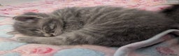 Mixed Breed cats for sale: Beautiful grey silver tabby kittens, ragdoll X Mum - Advert 18
