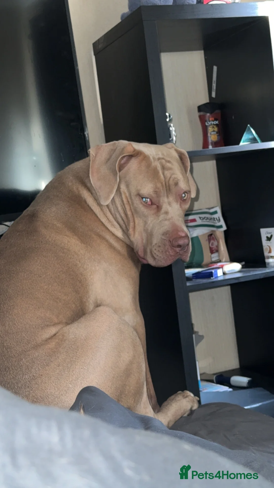 Mixed Breed dogs for sale: Skylar  in Bradford - Advert 2