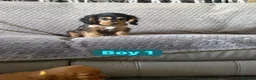 Cocker Spaniel dogs for sale: FULLHEATHTESTED OUTSTANDING SHOWTYPE COCKERSPANIEL in Alton - Advert 15