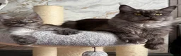 Maine Coon cats for sale: Stunning Maine Coon Kittens TICA Registered - Advert 24
