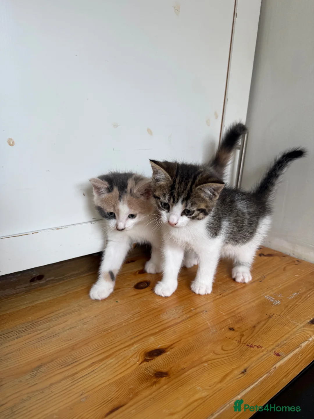 Mixed Breed cats for sale: Kittens  - Advert 2