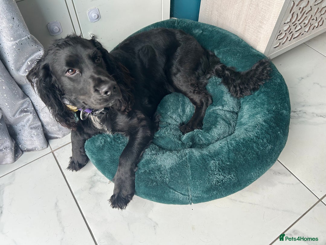 Cocker Spaniel dogs for sale: Male Working cocker spaniel age 1 - Advert 9