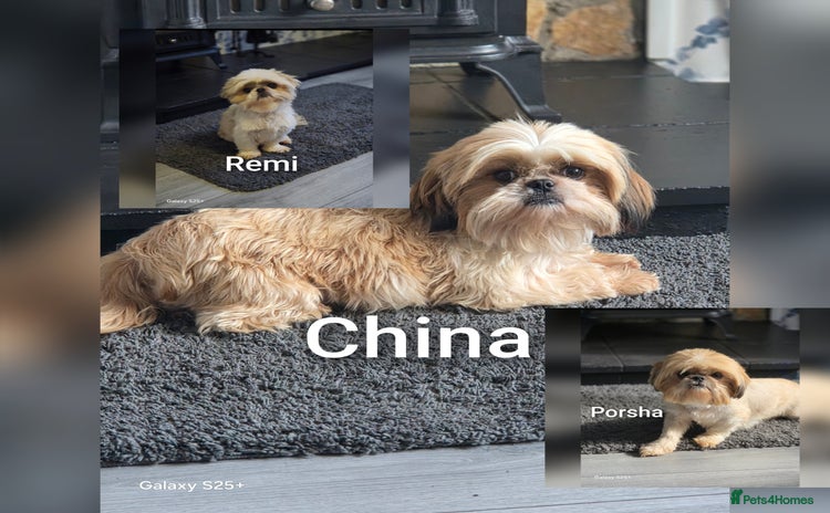 Shih Tzu dogs - Advert 15