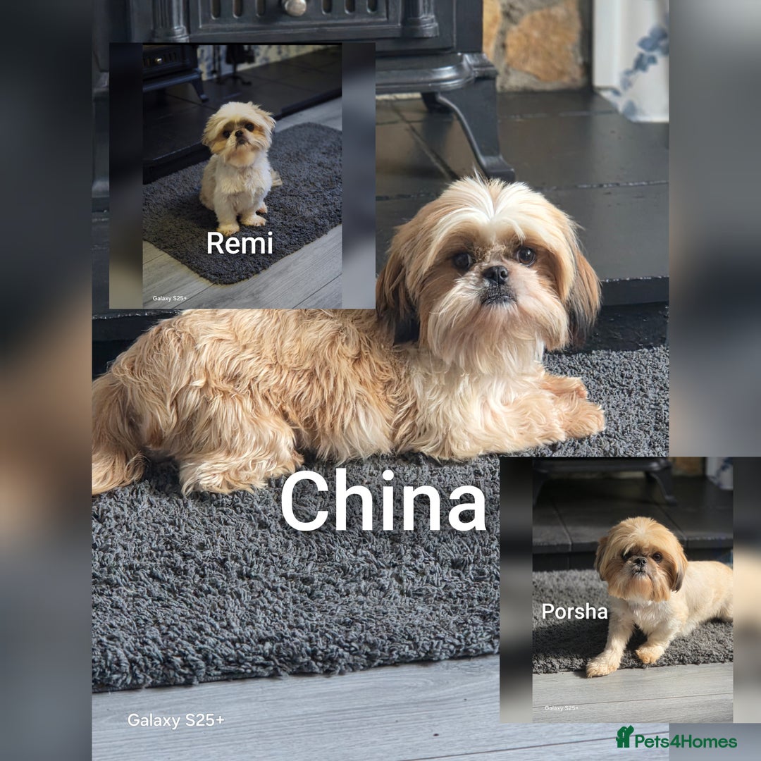 Shih Tzu dogs for sale: 3 lovely adult girls  - Image 1