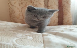 British Shorthair cats for sale: British shorthair kittens for sale   - Advert 3
