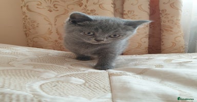 British Shorthair cats British shorthair kittens for sale   - Advert 2