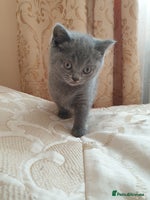 British Shorthair cats British shorthair kittens for sale - Advert 2