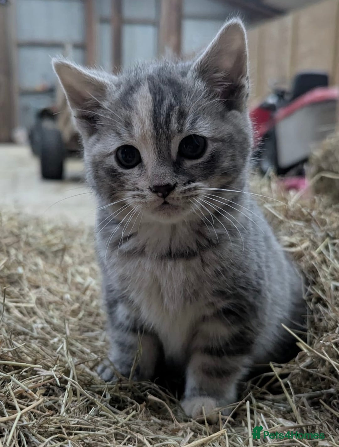 Mixed Breed cats for sale: Grey tabby kittens - Advert 5