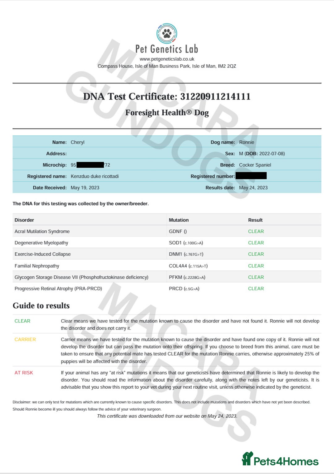 Cocker Spaniel dogs for sale: Working Cocker Spaniel Pups - Advert 11