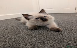 Ragdoll cats for sale: Cute Ragdoll Kittens ( Ready to be rehomed) - Image 3