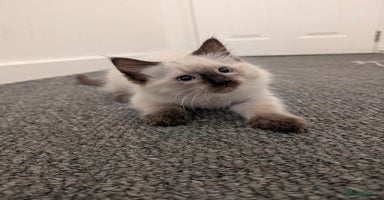 Ragdoll cats - Advert 8