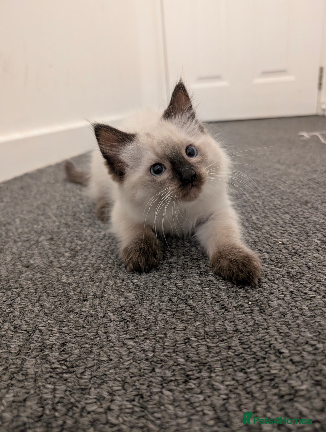 Ragdoll cats for sale: Cute Ragdoll Kittens ( Ready to be rehomed) - Image 3