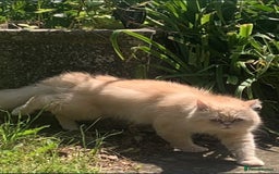 Persian cats for sale: Persian female kitten Lily  - Image 8