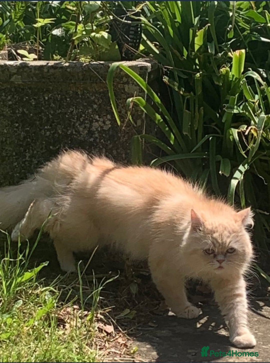 Persian cats for sale: Persian female kitten Lily  - Image 8
