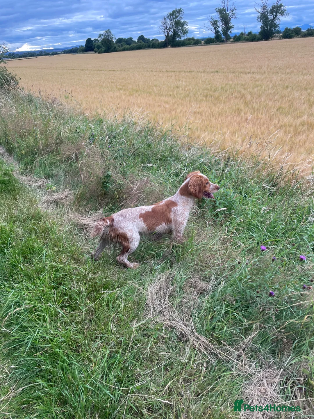 Cocker Spaniel dogs for sale: 🌸KC registered working cocker spaniel🌸 - Advert 5