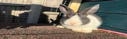 Dutch rabbits for sale: Dutch Rabbit in Great Yarmouth - Advert 3