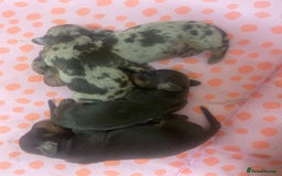 Miniature Dachshund dogs for sale: 1 Boy & 1 Girl Tan Pedigree Miniature Puppies - Image 14
