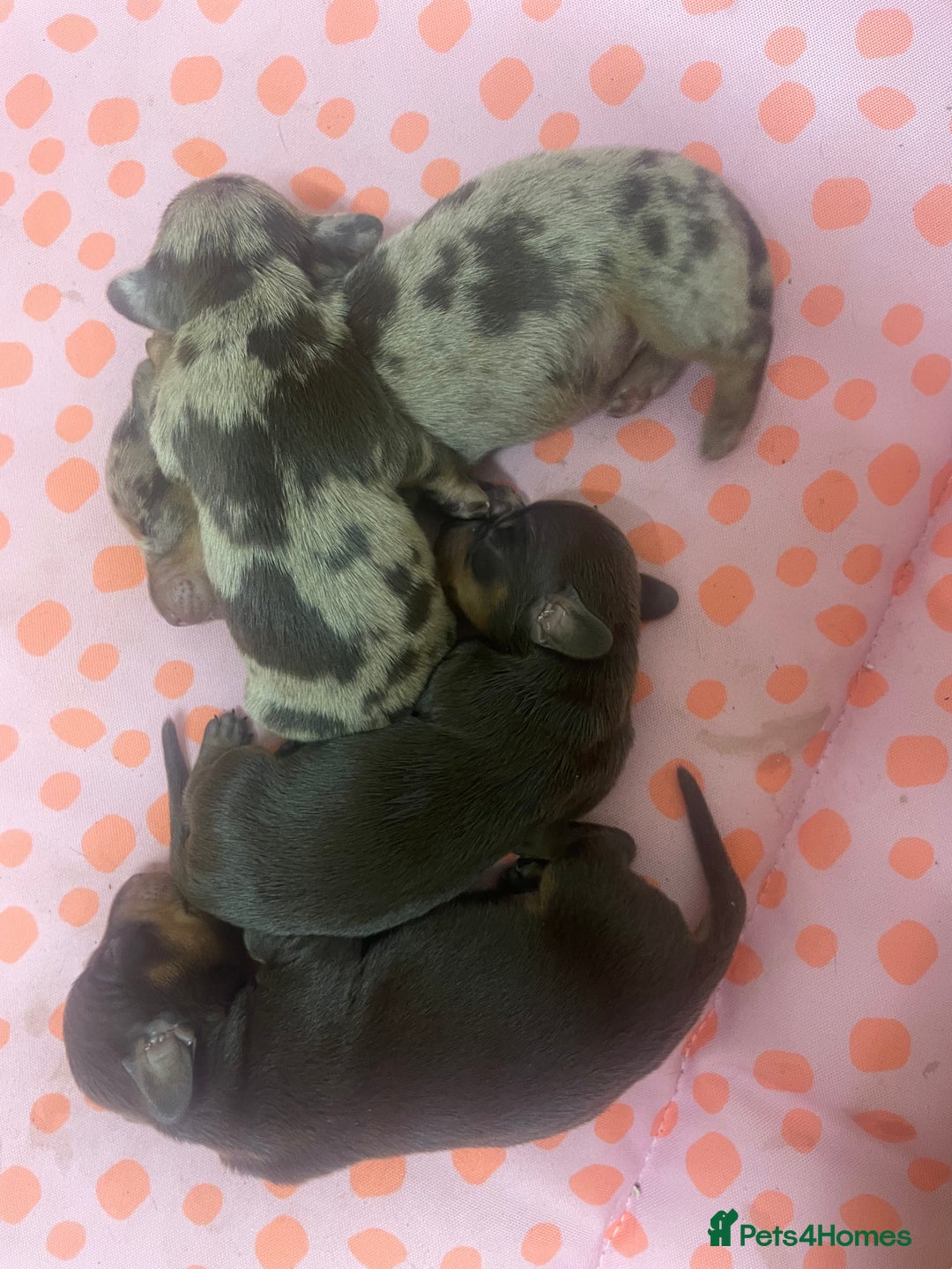 Miniature Dachshund dogs for sale: 1 Boy & 1 Girl Tan Pedigree Miniature Puppies - Image 14