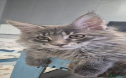 Maine Coon cats for sale: Maine Coon Glasgow AVAILABLE  - Image 24