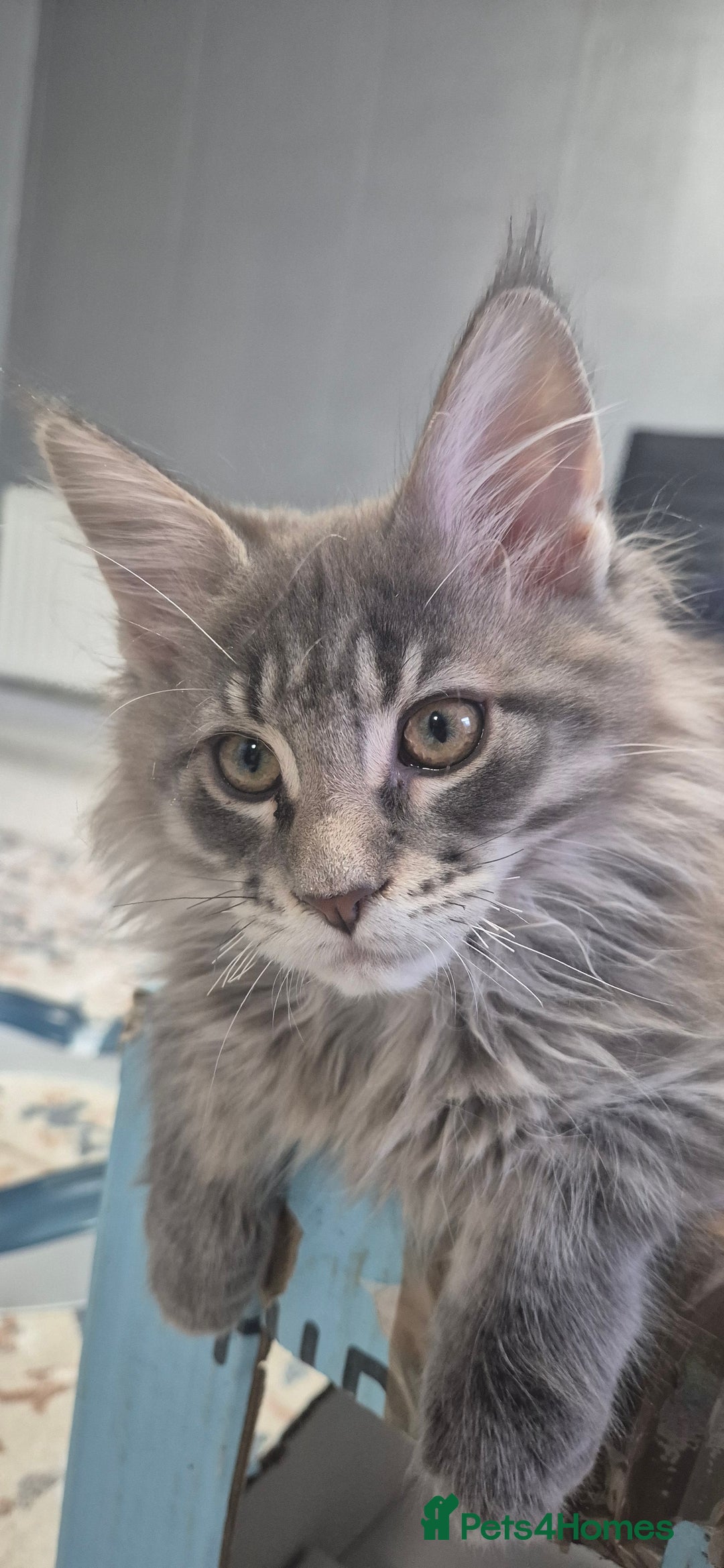 Maine Coon cats for sale: Maine Coon Glasgow AVAILABLE  - Image 24