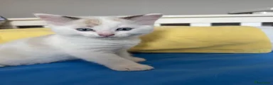 Ragdoll 2