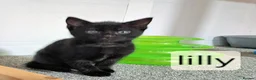 Mixed Breed cats for adoption: Lennie, Lilly, Lena, Levi - Advert 3