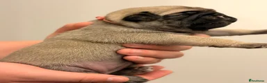 Pug 5