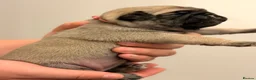 Pug dogs for sale: Pug puppies  - Advert 11