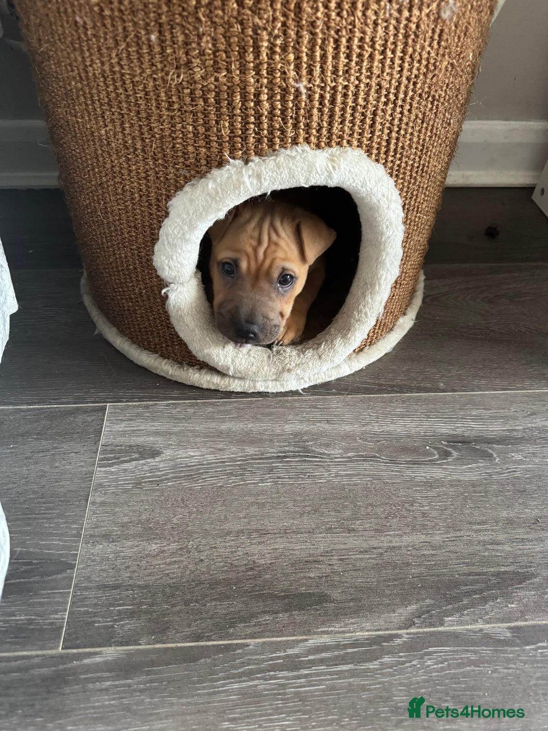 Mixed Breed dogs for sale: Male shar pei cross  - Image 5