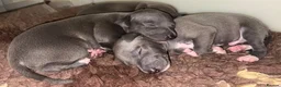 Italian Greyhound dogs for sale: Two male Italian Greyhounds KC Reg - Advert 7
