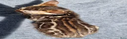 Bengal cats for sale: Beautiful TICA registered Bengal Kittens - Advert 29