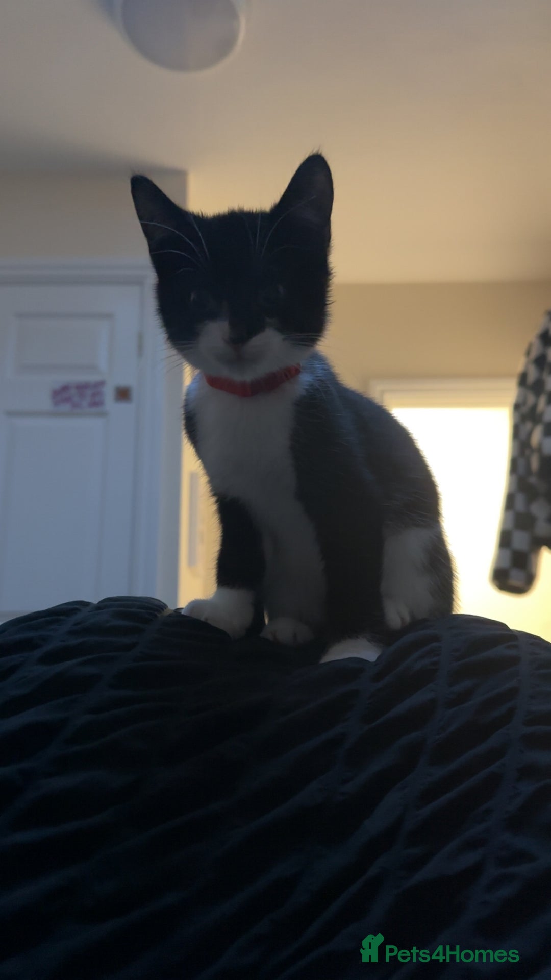 British Shorthair cats for sale: Ozzy  - Image 2